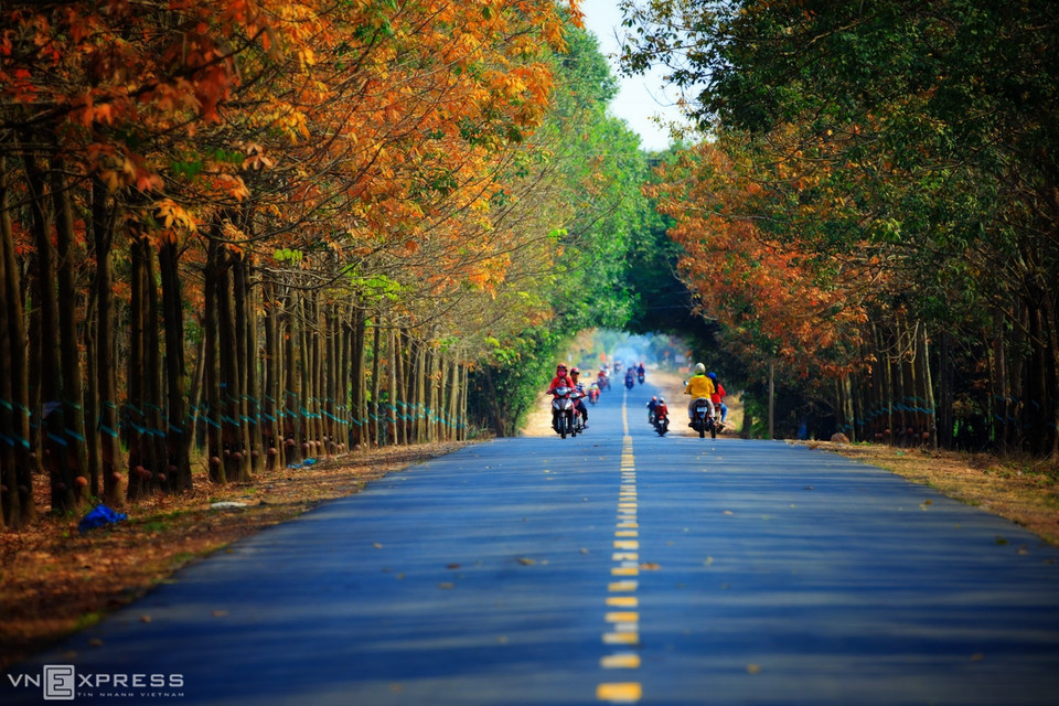 Non loin de la montagne Ba Den et du lac Dau Tieng se trouvent d'immenses forêts d’hévéas. Le paysage devient plus beau de fin décembre à mars lorsque la forêt perd ses feuilles. Les hévéas matures peuvent atteindre 30 m de haut. On y extrait le latex, utilisé pour produire du caoutchouc naturel. Cette photo a été prise sur l'itinéraire dans la commune de Cau Khoi, district de Duong Minh Chau. 