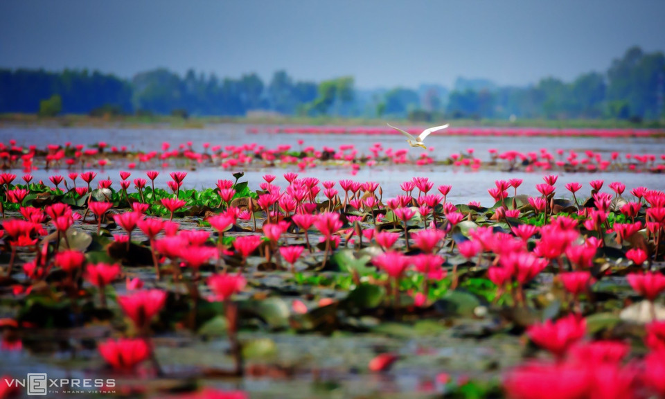 "La baie sans vagues" de Dau Tieng a des paysages variés, avec des rizières qui s'étendent à perte de vue, des champs de lotus et de nénuphars. Sur la photo, un champ de nénuphars, près du lac Dau Tieng, une destination à ne pas manquer lors d’une visite de Tay Ninh.