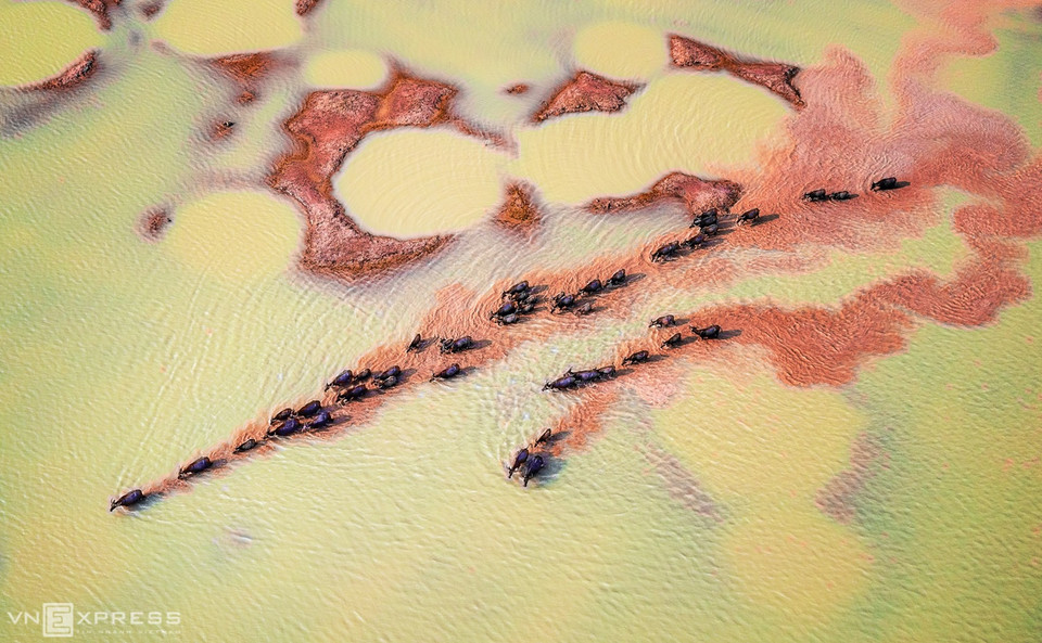 Les buffles d'eau se déplacent en troupeau pour trouver de nouvelles sources d'herbe sur le lac Dau Tieng pendant la saison sèche. Cette photo a été en finale du 17e Concours international de photographie Smithsonian. Des panneaux solaires sur des piliers en béton de 6 à 8 m de haut d'une centrale solaire sur la zone semi-submergée du lac Dau Tieng. 