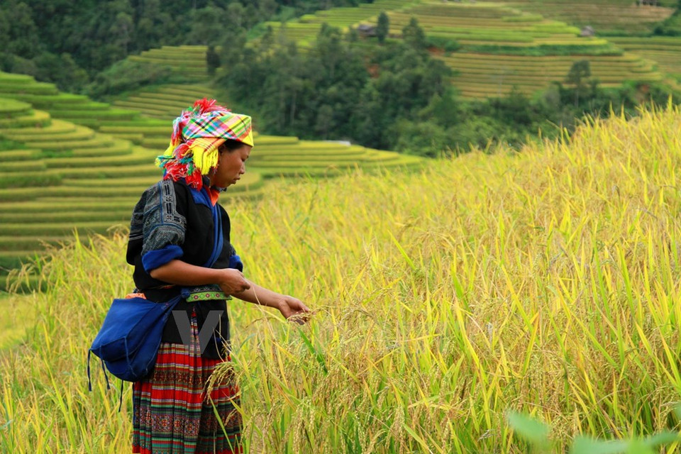 Cet événement a lieu au moment où le riz commence à mûrir, sa couleur d'un jaune charmant recouvrant les terrasses. 