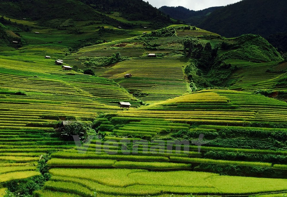 Ces rizières en terrasse couvrent environ 500 hectares des trois communes de La Pan Tan, De Xu Phinh et Che Cu Nha. 