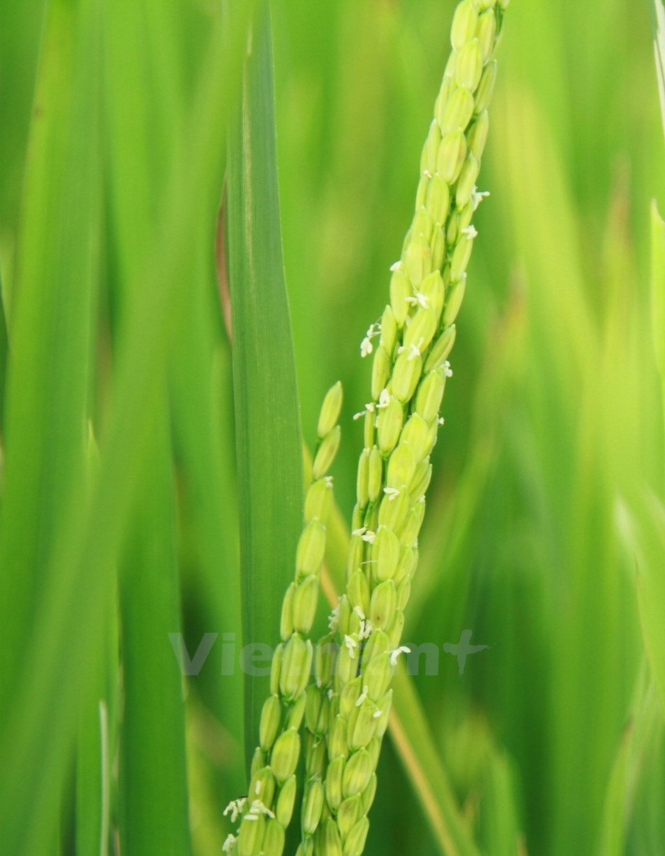 Cette année, la Semaine culturelle et touristique des rizières en terrasses de Mu Cang Chai 2015 a commencé le 13 septembre.