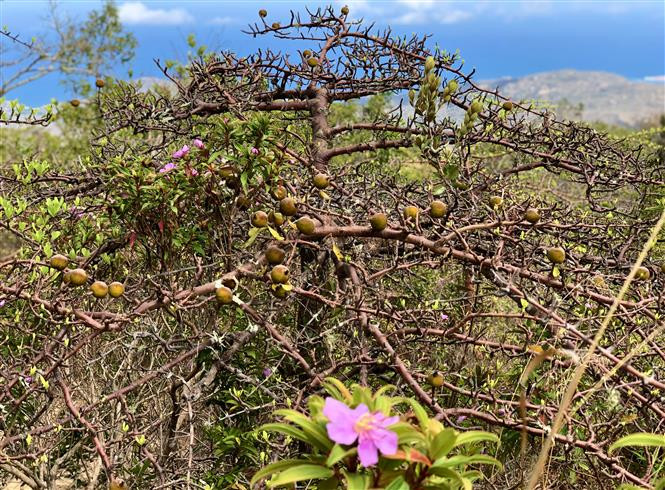 Selon une récente enquête réalisée par le Parc national et l’Institut de biologie tropicale de Hô Chi Minh-Ville, sa flore comprend 1.054 espèces dont 340 arbres, 520 plantes médicinales et 127 plantes ornementales. Photo: VNA