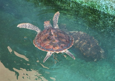 Les tortues de mer sont bien protégées au Parc national de Nui Chua, dans la province de Ninh Thuân (Centre). Photo: VNA 