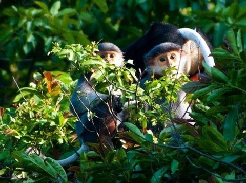 Des doucs à pattes noires dans le Parc national de Nui Chua. Photo: VNA 
