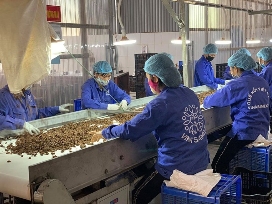 L’usine de traitement de cannelle et de l’anis étoilé de la compagnie Vina Samex, située dans la province de Yên Bai (Nord), sur une superficie de 11.000 m², achète chaque jour 10 conteneurs d’anis étoilé et en exporte chaque mois 400 tonnes. Vina Samex a investi plus de 100 milliards de dongs dans une chaîne de fours de séchage, d’une capacité annuelle de 2.000 tonnes. Des produits de Vina Samex dont la cannelle en poudre ou en morceaux sont présents sur les marchés de l’Union européenne (UE) et des Etats-Unis. Vina Samex en exporte chaque année 3.000 tonnes, ainsi que des tonnes d’anis étoilé en poudre ou en vrac. Photo: VietnamPlus