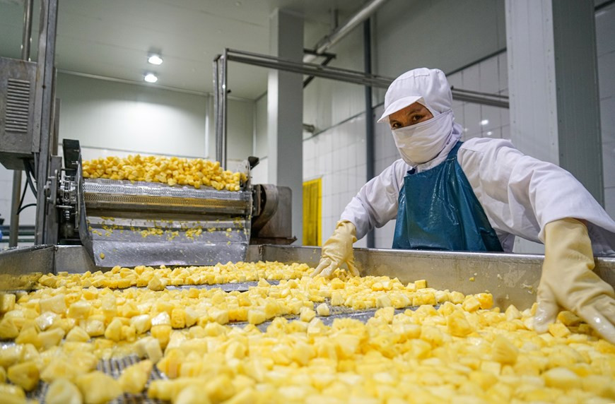 À l'usine, les ananas sont placés sur des bandes transporteuses et trempés dans l'eau pour le nettoyage et puis dans une ligne de production fermée moderne. En usine, la température doit toujours être inférieure à 5 degrés. Les travailleurs doivent porter des vêtements de protection et une stérilisation est obligatoire à l'entrée et à la sortie. Ils doivent éviter les comportements risquant d'entraîner une contamination des aliments, par exemple fumer, cracher, mâcher de la gomme, manger, éternuer ou tousser à proximité d'aliments non protégés. Les effets personnels tels que bijoux, montres ou autres objets ne doivent pas être portés ou introduits dans les aires de production des fruits et légumes frais car ils posent une menace pour la salubrité et l'acceptabilité des aliments. Photo: Vietnam+