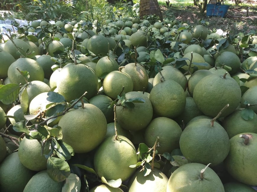 Des pamplemousses récollectées par la société Dai Thuan Thien qui est spécialisée dans la production et la distribution des produits agricoles sûrs et de haute qualité. La société est basée dans la province de Cân Tho (delta du Mékong) qui est considéré comme une région idéale pour la culture des arbres fruitiers, grâce à ses alluvions déposées lors des crues. On y trouve presque tous les fruits tropicaux du pays: ramboutans, durions, goyaves, mangues, longanes, oranges, prunes… Les vergers sont répartis dans différentes localités du delta comme Cái Bè, Vinh Kim, Cho Gao dans la province de Tiên Giang; Cái Môn à Bên Tre; My Khanh à Cân Tho... Photo: VietnamPlus