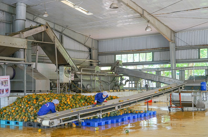 La ferme d’ananas Dong Giao, dans la ville de Tam Diep, province de Ninh Binh, a une superficie de plus de 5.000 hectares. L’ananas est planté et verdoyant dans tous les champs. Actuellement, Dong Giao est considérée comme la plus grande zone de culture d'ananas à Ninh Binh. Les deux principales variétés d'ananas cultivées à Dong Giao sont Queen Victoria Pineapple (succulent, parfumé, sucré) et Cayen Pineapple (peau fine, peu d'yeux, gros fruit). Saison des ananas qui dure entre mars et juillet de chaque année. À cette époque, vous aurez également l’occasion de profiter de la délicieuse saveur de ce fruit mûr. Photo : Vietnam +
