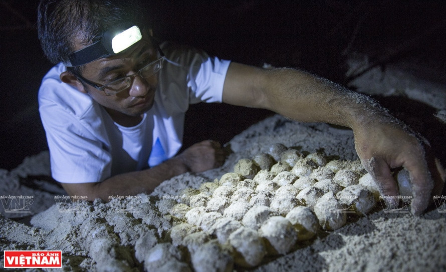 Côn Dao est le premier lieu du Vietnam à avoir réussi un programme efficace de préservation des tortues de mer. 