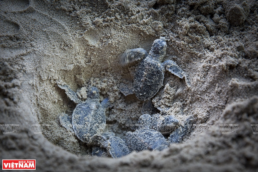 Après environ 60 jours d’incubation, les bébés tortues éclosent et sortent du nid. 