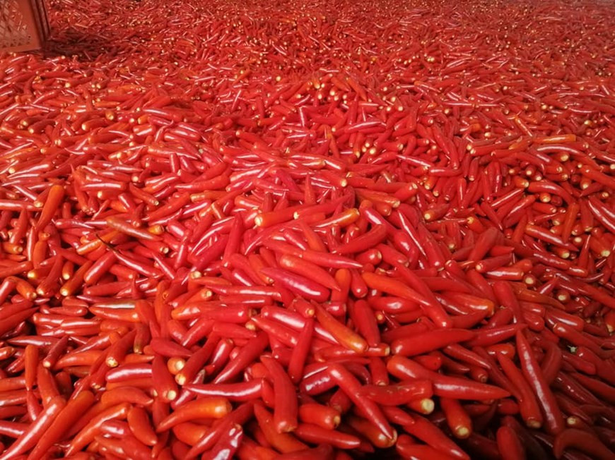 Actuellement, DACE se concentre sur le développement d'une gamme de produits d'épices biologiques sur la base de gingembre, de piment, de curcuma, d’ail et de citronnelle. Sa principale zone de matières premières est implantée dans la province de Cao Bang (Nord) sur une superficie de plus de 300 hectares. La compagnie coopèrent avec les agriculteurs et les autorités locaux pour édifier une chaîne de valeur pour les épices biologiques. La compagnie possède trois usines de transformation dans les provinces de Bac Ninh, Vinh Phuc et la ville de Hanoi, dans le Nord. L’année dernière, DACE a lancé la marque Giavie des épices biologiques. Photo: VietnamPlus