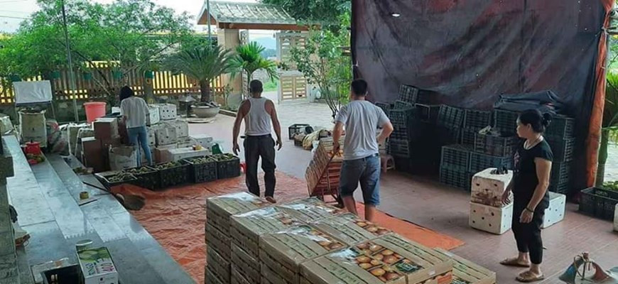 Dans le contexte de ralentissement économique, la compagnie par actions de Phu Quy Farms, basée dans la province de Nghe An (Centre), opère normalement. Elle est l'un des pionniers dans la production et la transformation des produits à base d’orange dans la province de Nghe An. La compagnie a mis sur le marché les oranges sous la marque "Cam Ky Yen Xu Nghe" et d’autres produits à base d'orange tels que confitures d'écorces d'orange, huile essentielle d'orange, gâteaux de lune à saveur d’orange ... Ses produits sont désormais présents dans plus de 50 supermarchés, magasins, notamment à Hanoi et Vinh. La compagnie cherche à pénétrer les marchés russe et japonais. Photo: VietnamPlus