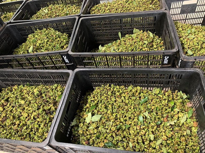 Des anis, récoltés par la compagnie Vina Samex, sont bien prisés et vendus à un prix très élevé cette année. Avec ses grandes contributions dans le développement des produits dérivés de la cannelle et de l’anis étoilé, Vina Samex s'efforce désormais de lancer ses produits sur le marché mondial. Sa stratégie de développement jusqu’en 2025 prévoit la création du premier musée de la cannelle et de l’anis étoilé du Vietnam ainsi que de l’Asie du Sud-Est. Jusqu’en 2019, les plantations de canneliers de Ceylan et de badianiers de Chine de Vina Samex au Nord-Ouest du Vietnam ont couvert environ 1.000 hectares. Photo: VietnamPlus
