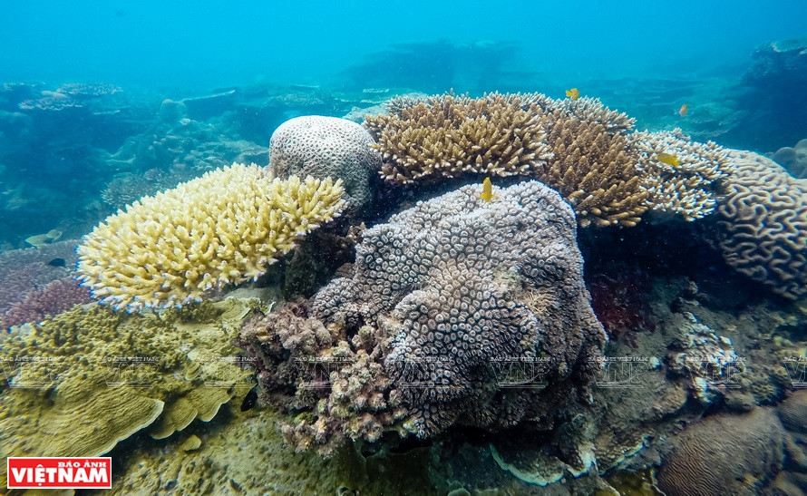 Con Dao est réputé pour ses récifs de coraux et ses écosystèmes marins parmi les plus beaux du Vietnam. 
