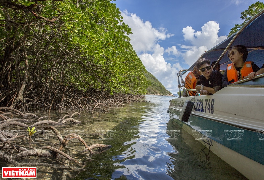 Découverte des mangroves à Con Dao.
