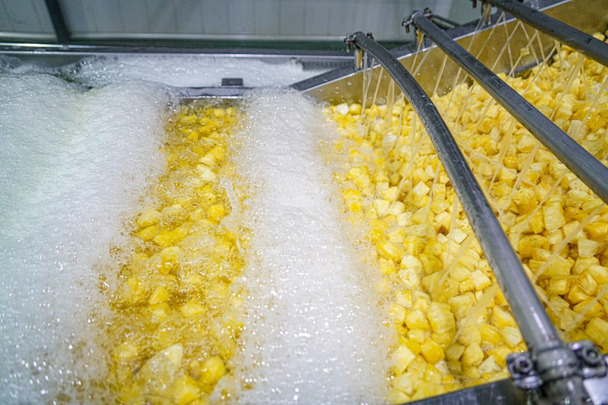 Dong Giao possède l'un des six plus grands centres de production alimentaire du pays qui transforme des dizaines de milliers de tonnes de légumes et de fruits chaque année, y compris des produits à partir d’ananas. Ses produits sont présents dans 30 pays, dont des marchés les plus exigeants du monde tels que l'Union européenne, le Japon, la République de Corée et les États-Unis. Après avoir été récolté sur le terrain, l'ananas est transféré dans une usine de transformation avec une ligne de production fermée pour produire des produits d'ananas transformés tels que ananas en conserve, ananas congelés, jus d'ananas concentré… Photo: Vietnam+