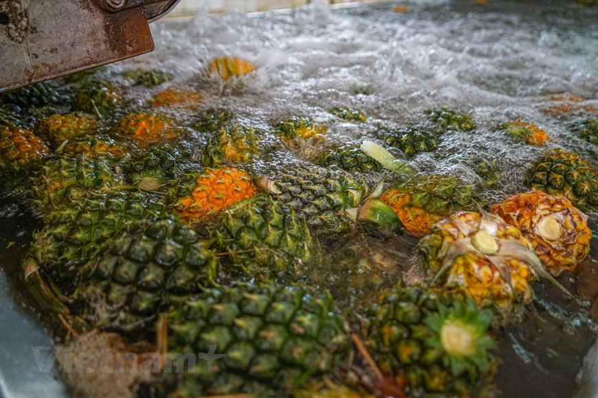 En 2015, l'ananas Dong Giao a obtenu un certificat de protection des indications géographiques par l'Office national de la propriété intellectuelle et a été inclus dans la liste des 50 fruits de spécialité célèbres du Vietnam. Avec les anabas de Tong Truong, la viande de chèvre, le sureau et l'ananas de Dong Giao deviennent l'une des spécialités de Ninh Binh. Les produits à partir d'ananas de la société Dong Giao sont actuellement transformés non seulement pour être fournis sur le marché intérieur, mais également pour exporter vers l'Union européenne, le Japon, la République de Corée et les États-Unis, contribuant à renforcer la position des produits agricoles vietnamiens sur la scène internationale. Photo : Vietnam +