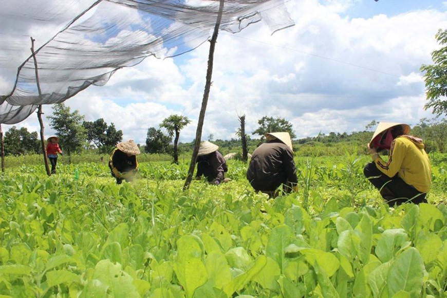 En trois mois, les exportations de fruits et légumes ont affiché une croissance par rapport à la même période de 2019 sur des marchés tels que l’Indonésie (de 164.800 dollars en 2019 à 2,1 millions de dollars en 2020), la Thaïlande (de 7,6 millions de dollars à 35,2 millions de dollars), le Laos (de 2,6 millions de dollars à 9,6 millions de dollars), la Russie (de 2,4 millions de dollars à 8,2 millions de dollars), le Cambodge (de 340.000 dollars à 885.300 dollars). Cette année, le secteur s'est fixé comme objectif d'atteindre 10 milliards de dollars de valeur à l’exportation des fruits et légumes en tirant parti des accords de libre-échange que le pays a signés. Photo: VietnamPlus
