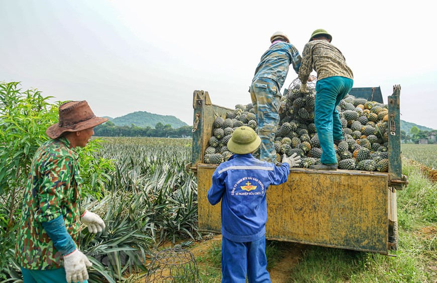 Des ananas ont commencé à être plantés à Ninh Binh à partir des années 70 du siècle dernier, lorsque le pays était en train d'édifier le socialisme. À cette époque, des ananas ont été plantés à titre expérimental sur une superficie de 0,5 hectare à la ferme Dong Giao dans la ville de Tam Diep, province de Ninh Binh, actuellement rebaptisée la société par action d’exportation d’aliments Dong Giao. La ferme a une topographie en pente et facile à drainer, un sol rouge basalte et une température moyenne de 20 à 27 degrés, adaptée à la croissance des ananas. Photo : Vietnam +