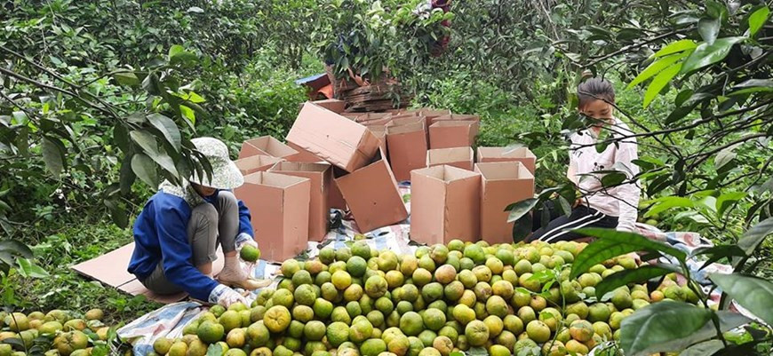 Cam Vinh Ky Yen est une marque d'orange déposée, pratiquant la culture d'oranges selon le processus certifié VietGAP. Devenue un modèle d'entreprise agricole durable typique, elle est aussi la ferme pilote pour construire le premier modèle de village touristique éco-orange à Nghe An. Lancée en 2013, la marque Cam Vinh Ky Yen vise à produire des produits agricoles propres et sûrs, puis à créer un marché de consommation durable pour les oranges et les produits à base d'oranges. Pour faire la différence lorsque la marque d'orange Vinh est déjà très connue dans la région, Cam Vinh Ky Yen a expérimenté la culture d'oranges australiennes. Photo: VietnamPlus