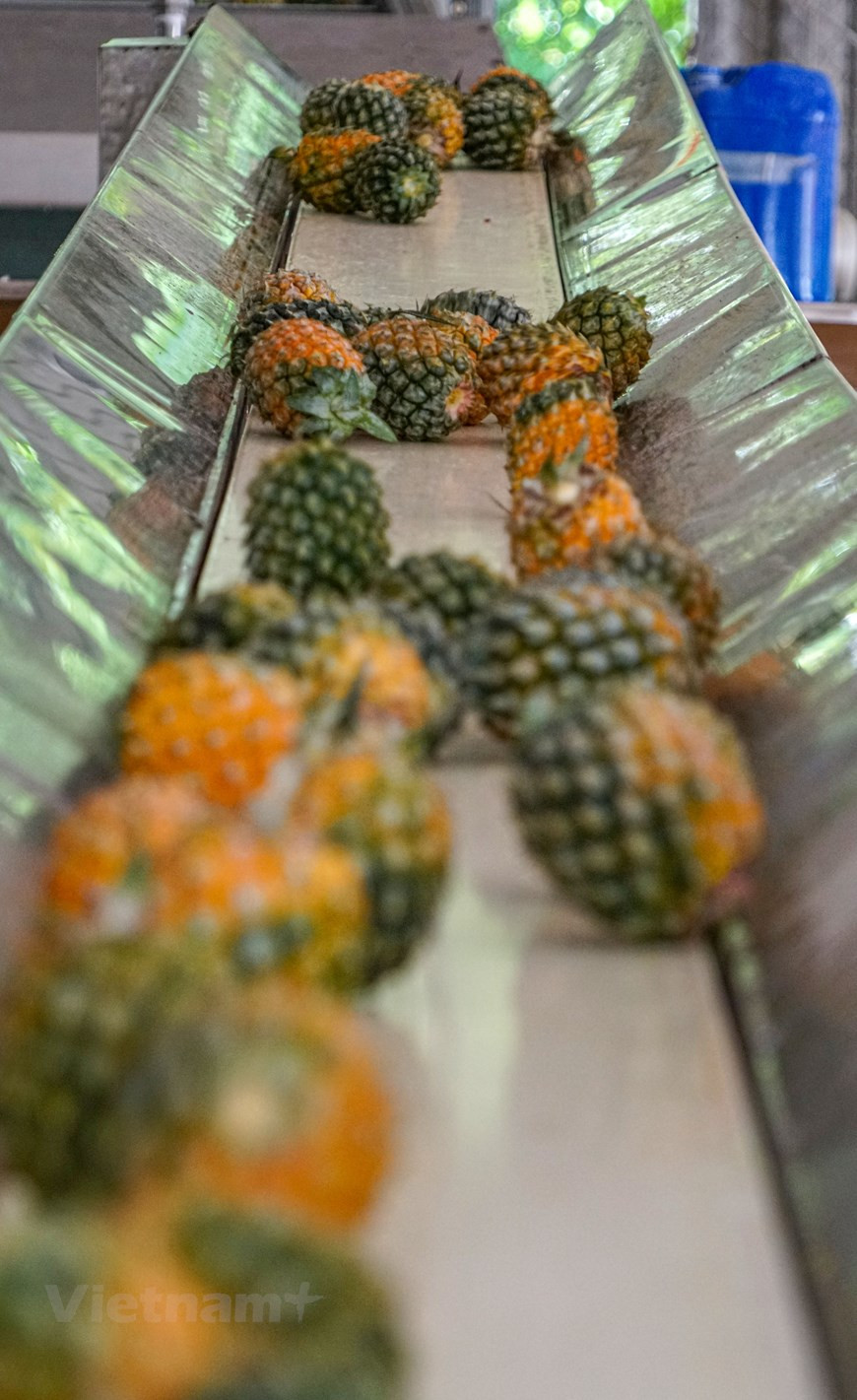 La proportion de superficie de culture d’ananas dans la ferme de Dong Giao a passé de 15% en 1995 à près de 30% en 2005, soit 1.450 hectares. À ce jour, cette superficie a atteint plus de 60% , environ 3.500 hectares. La production totale d'ananas de la ferme Dong Giao est de plus de 50.000 tonnes par an. Grâce à la rotation des zones de culture, l'usine de transformation est régulièrement approvisionnée en ingrédients. Actuellement, la société achète tous les ananas à des foyers qui avait signé des accords de coopération. Toute la chaîne de production d'ananas de Dong Giao répond aux normes HACCP et ISO 22000: 2005. Photo : Vietnam +