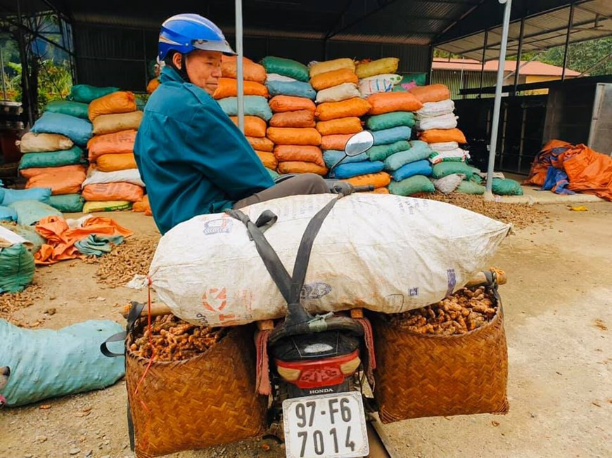 Le curcuma, appelé aussi safran des Indes ou souchet de l'Inde, appartient à la famille des Zingibéracées. La plante qui atteint facilement un mètre, porte des courtes tiges avec des feuilles mesurant jusqu'à 50 cm de long, oblonsgues, étroites, lancéolées qui sont placées en alternance en deux rangées. Le rhizome de curcuma est une racine souterraine visvace émettant chaque année des tiges aériennes. Cependant séché et réduit en poudre, il est utilisé comme épice. Sa saveur est poivrée et très aromatique. Le curcuma est particulièrement présent dans les cuisines du monde notamment en Inde ou au Vietnam. Il entre dans la composition de mélanges d’épices ou encore les cinq épices asiatiques. Photo: VietnamPlus