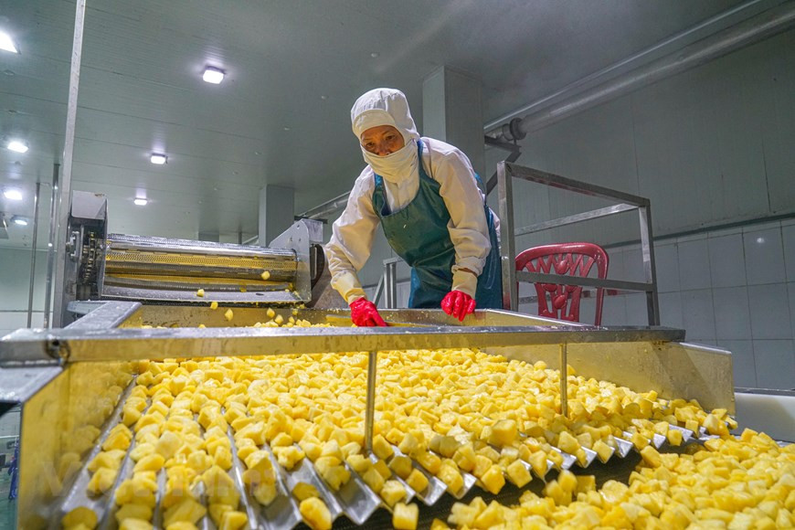 De plus, ils sont cultivés à l'aide de divers intrants et technologies agricoles, et sur des exploitations agricoles de toutes tailles. Les dangers biologiques, chimiques et physiques peuvent donc varier de façon considérable d’un type de production à l’autre. Pour chacun des lieux de production primaire, il est nécessaire d’envisager des pratiques agricoles adaptées aux conditions particulières du lieu, au type de produits et aux méthodes utilisées, de façon à favoriser la production de fruits et légumes frais salubres. Les procédés associés à la production primaire et à la récolte doivent être effectués dans des conditions saines et doivent réduire au minimum les dangers potentiels pour la santé venant de la contamination des fruits et légumes frais. Photo: Vietnam+