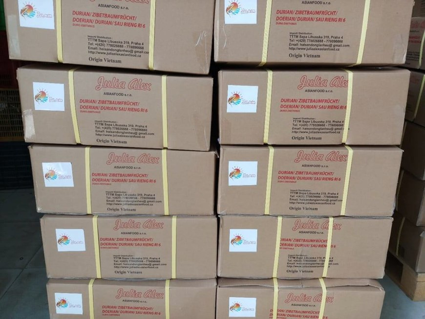 Un lot de durian de la société Dai Thuan Thien destiné à l’exportation. Récemment, sept tonnes de durian surgelé du Vietnam viennent d’être débarquées dans l'État australien de la Nouvelle-Galles du Sud, en Australie, entamant le processus de conquête des consommateurs de l'un des marchés les plus exigeants au monde. L'Office du commerce du Vietnam en Australie a déployé des activités de marketing et de publicité de ce fruit vietnamien pour booster ses ventes. La superficie de culture de durian au Vietnam a rapidement augmenté au cours de la dernière décennie. En 2008, le pays comptait au total 17.500 hectares. Ce chiffre est passé à 47.300 ha en 2018, avec une production annuelle de plus de 478.600 tonnes. Photo: VietnamPlus