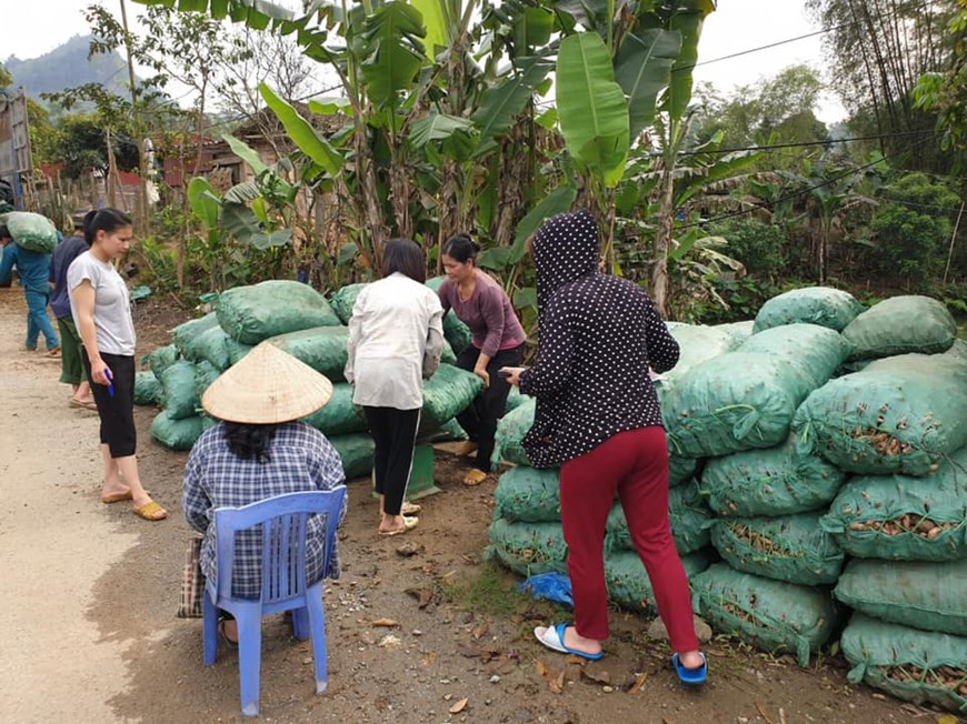 La compagnie par actions des produits agricoles de Bac Kan a acheté des curcumas avec le prix de plus de 5.000 dongs le kilogramme contre plus de 2.000 dongs payés par d’autres commerçants. Ces dernières années, la compagnie a signé des contrats avec de nombreux foyers d’agriculteurs dans le district de Pac Nam pour planter du curcuma. Entre 2018 et 2019, la compagnie a acheté près de 400 tonnes de curcuma des agriculteurs locaux. En 2020, elle devrait acheter plus de 500 tonnes de curcuma dans le district de Pac Nam. Elle a demandé aux agriculteurs locaux de respecter des normes de bonne pratique agricole pour assurer la qualité du curcuma. Photo: VietnamPlus
