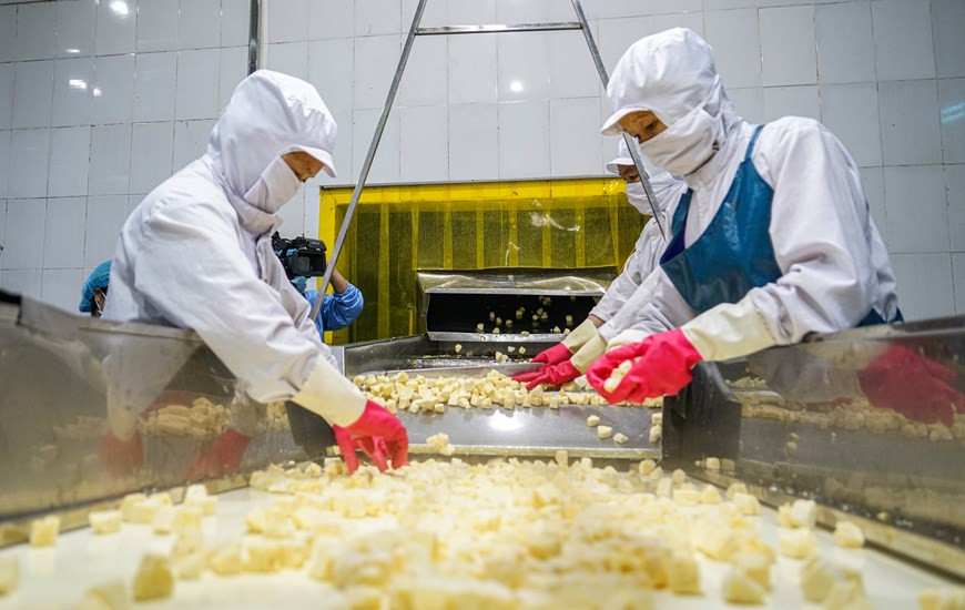 Il existe plusieurs normes de qualité pour les ananas. La norme internationale du Codex Alimentarius est élaborée par un programme mixte réunissant l'Organisation Mondiale de la Santé (OMS) et l'Organisation des Nations Unies pour l'alimentation et l'agriculture (FAO). La norme ananas du Codex (Stan 182) a été adoptée en 1993, révisée en 1999 et amendée en 2011. Elle répertorie les différents aspects de la qualité auxquels doivent répondre les ananas (Ananas comosus) destinés au marché du frais. Ces normes, élaboré par des experts de pays producteurs/exportateurs et de pays importateurs, établit un langage commun dans les transactions commerciales. Il est applicable par les pays faisant partie des Nations Unies, dont les gouvernements ont procédé à la ratification. Il peut être utile tant pour les exportateurs que pour les services de contrôle des pays destinataires. Photo: Vietnam+