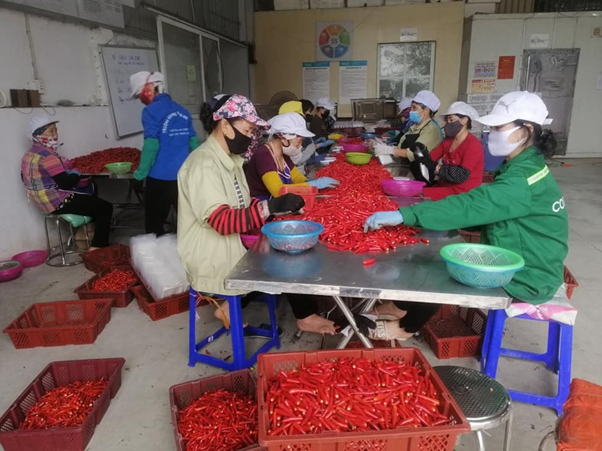 Des ouvrier effectuent le tri de piments à une usine de DACE qui est une entreprise leader au Vietnam spécialisée dans la fabrication, le commerce et l'exportation de produits agricoles à base de gingembre, de curcuma et de chili. DACE exporte ses produits vers plusieurs marchés tels que la République de Corée, le Japon, l'Australie, la Russie et le Moyen-Orient. Construisant des zones de matières premières de haute qualité et respectant des normes de bonne pratique agricole, la compagnie a une productivité élevée. Ses produits de haute qualité sont prêts à conquérir les marchés les plus exigeants au monde. Photo: VietnamPlus