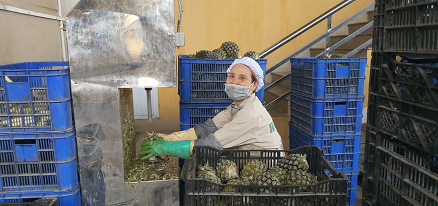 Une ouvrière de la compagnie Hagimex – l’un des premiers producteurs de fruits et légumes en conserve et d'épices au Vietnam. La compagnie a été fondée en 2008 et sa première usine a été construite en 2010. Depuis 2015, elle se concentre sur l’exploitation des marchés exigeants. Ses produits ont été exportés vers plus de 40 pays. Hagimex est le premier producteur vietnamien d'épices à partir de la cannelle et de l'anis à recevoir BRC et IFS - deux certificats de sécurité alimentaire les plus prestigieux au monde. Il est également parmi quelques producteurs de cornichons et de fruits et légumes en conserve qualifiés à ces deux normes. Photo: VietnamPlus