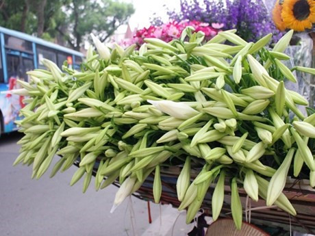 Photo : Vietnam Illustré