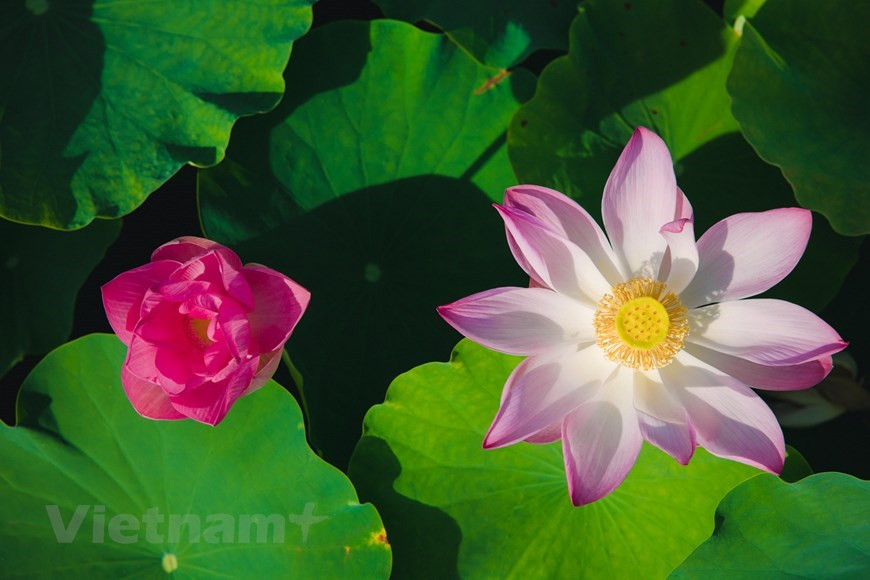 Le lotus tient aussi une part importante dans la gastronomie vietnamienne. En effet, le lotus est entièrement comestible ! Vous pouvez consommer sans problèmes la racine, mais aussi la tige, les jeunes feuilles, et même le fruit et la fleur. Les feuilles matures parfument agréablement le riz et les étamines des fleurs se mélangent délicatement aux feuilles de thé pour créer ce parfum si particulier et emblématique du thé au lotus Vietnam. Le lotus est avant tout très apprécié pour sa finesse, sa saveur douce, particulière et caractéristique, ainsi que son arôme délicat. Les vietnamiens apprécient aussi sa texture qui varie beaucoup selon la façon dont est cuisiné le lotus, (croquante, farineuse, tendre). De plus, le lotus n'aura pas le même goût ni la même texture selon les parties utilisées. Photo: VietnamPlus