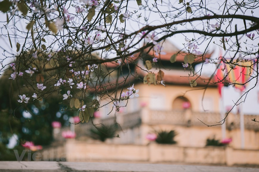 La beauté des fleurs de bauhinie fin février dans les rues de Hanoi attire de nombreux habitants. Ces fleurs aux couleurs vives embellissent la capitale vietnamienne. Le moment où les fleurs fleurissent, c'est aussi celui où les rues de Hanoi sont "revêtues' de leur nouveau look. Les fleurs de bauhinie rendent un coin de rue lumineux dans la douceur du printemps. Plusieurs personnes tombent amoureuses de la beauté des fleurs de bauhinie. Pour les habitants du Nord-Ouest, cette fleur symbolise la fidélité et la beauté pure d'une fille. Les fleurs de bauhinie ont de nombreuses variétés, et ces dernières années elles ont été de plus en plus cultivées dans les rues de la capitale, ce qui apporte les parfums et les couleurs des forêts et montagnes de la région du Nord-Ouest aux habitants de la capitale. Après les journées froides, les fleurs de bauhinie s'épanouissent à la fin du printemps, en mars. Photo: Vietnam+ 