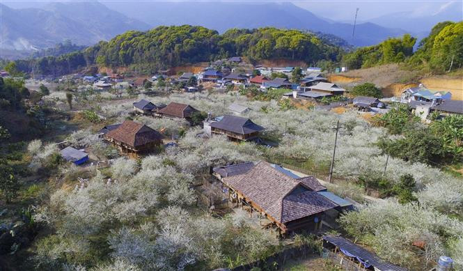 Les fleurs de prunier blanches sont emblématiques du printemps au Nord-Ouest. Photo: VNA 