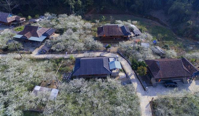 Les chemins des fleurs de prunier crée un pittoresque tableau de couleur blanche. Photo: VNA 