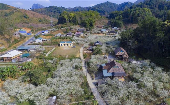 La beauté des jardins de fleurs de prunier vu d'en haut. Photo: VNA 