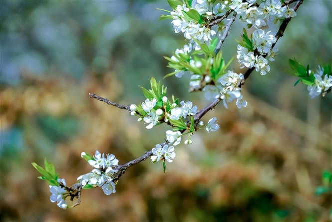 Les fleurs de prunier sont d'un blanc pur. Photo: VNA 