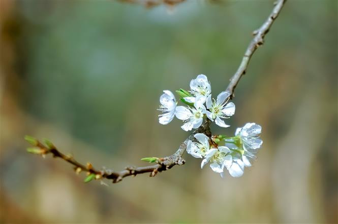 Les fleurs de prunier, un messager du printemps. Photo: VNA 