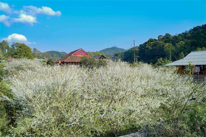 Les fleurs blanches dégagent une beauté sereine. Photo: VNA 