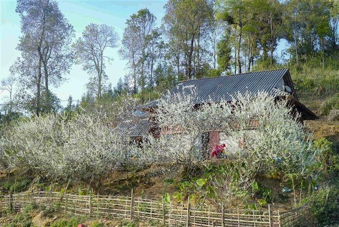 Les fleurs de prunier fleurissent tout près des maisons sur pilotis. Photo: VNA