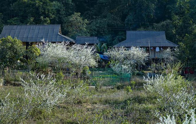 Le village de Phieng Ban est situé sur l'autoroute 279 au pied du col de Tang Quai reliant la ville de Dien Bien Phu au district de Muong Ang. Photo: VNA 