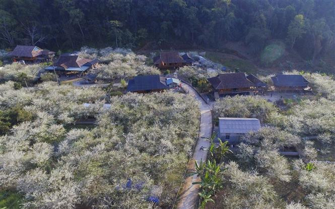 Sous le pied des collines et tout près des maisons sur pilotis des habitants de l’ethnie Thai dans la commune de Na Tau, les fleurs blanches des pruniers commencent à fleurir. À cette période de l’année, entre la mi-janvier et la fin de février, ces fleurs sont à l’apogée de leur beauté, ce qui crée une beauté romantique et séduit de nombreux visiteurs. Photo: VNA