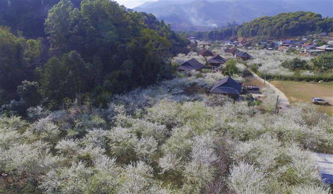Les fleurs de prunier fleurissent tout près des maisons sur pilotis des habitants de l'ethnie Thai. Photo: VNA 