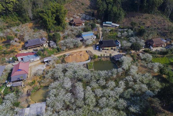 Le jardin des pruniers est magnifique avec l’air pur et une beauté immaculée. Photo: VNA 