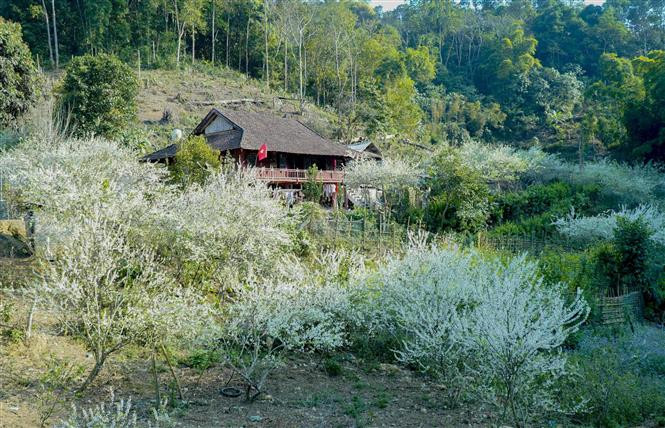 Les pruniers sont actuellement en pleine floraison couvrant les pentes des montagnes de leur blancheur et créant des scènes poétiques et romantiques.. Photo: VNA 