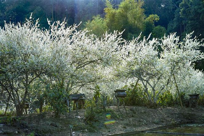 Les visiteurs ont en ce moment l’occasion d’admirer un véritable "paradis blanc » au village de Phieng Ban. Photo: VNA 