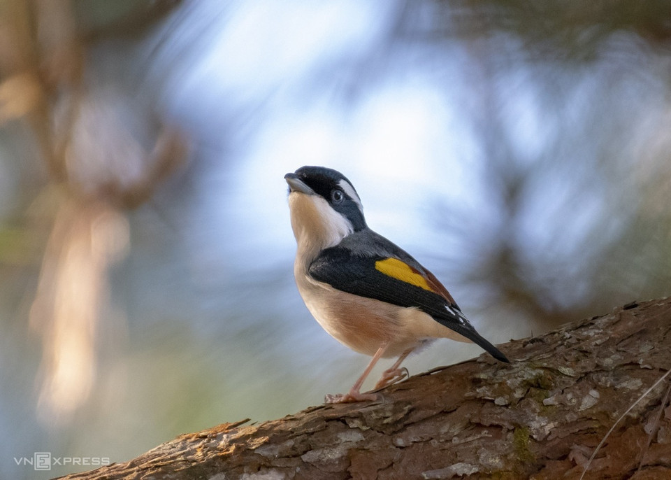 A Da Lat, il y a des oiseaux qui n'aiment vivre que dans la pinède comme Khướu mỏ quặp Đà Lạt (Pteruthius annamensis) (voir photo), Khướu hông đỏ Việt Nam (Cutia legalleni), ou Loxia scotica. Ce sont des oiseaux endémiques, qui ont évolué pour s'adapter à l'habitat et au climat typique de Langbiang et qui ne peuvent pas être trouvés dans d'autres pays. 